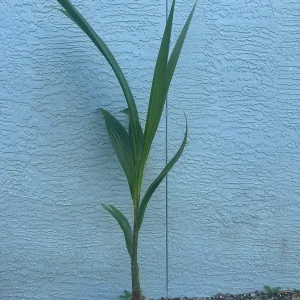 Dwarf Green Malayan Coconut Tree Live Plant 2-3ft Tall 1 Gallon Pot - Image 6