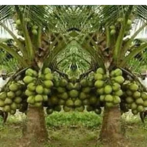 Dwarf Green Malayan Coconut Tree Live Plant 2-3ft Tall 1 Gallon Pot - Image 8