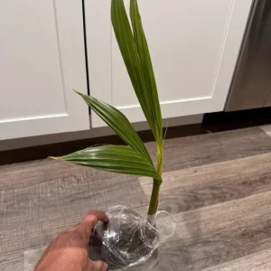 Dwarf Green Malayan Sprouted Coconut Palm - Live Plant - 6-18 inches Tall - Image 10