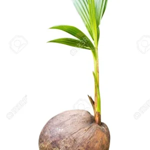 Dwarf Green Malayan Sprouted Coconut Palm - Live Plant - 6-18 inches Tall - Image 4