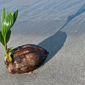 Dwarf Green Malayan Sprouted Coconut Palm - Live Plant - 6-18 inches Tall - Image 6