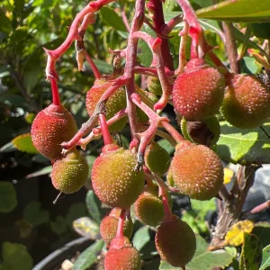 Dwarf Marina Strawberry Tree Live Plant – 1ft Tall – 6 inch Pot – Outdoor Evergreen - Image 2