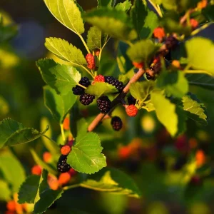 Dwarf Mulberry Tree Live Plant in 3.5in Pot, 10-18in Height - Edible Fruit - Image 1