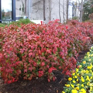 Dwarf Nandina Firepower Live Shrub - 2.5