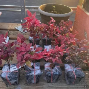 Dwarf Nandina Firepower Live Shrub - 2.5