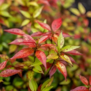 Dwarf Nandina Firepower Live Shrub - 2.5" Pot - 6-9" Tall - Outdoor Plant - Image 1