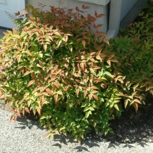 Dwarf Nandina Live Plant – Evergreen Shrub, Red Berries, 6-12