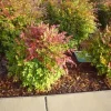 Dwarf Nandina Live Plant – Evergreen Shrub, Red Berries, 6-12" Tall, Outdoor - Image 1
