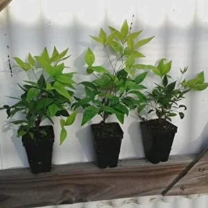 Dwarf Nandina Live Plant – Evergreen Shrub, Red Berries, 6-12