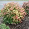 Dwarf Nandina Live Plants - 2-Pack, 2.5" Pot - Outdoor Heavenly Bamboo Shrub - Image 1
