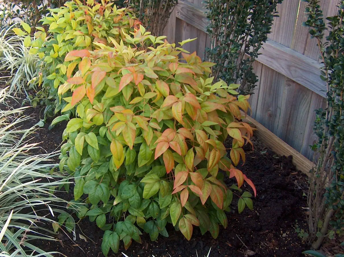 Dwarf Nandina Live Plants - 2-Pack, 2.5" Pot - Outdoor Heavenly Bamboo Shrub - Image 2