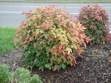 Dwarf Nandina Live Plants - 2-Pack, 2.5" Pot - Outdoor Heavenly Bamboo Shrub - Image 1