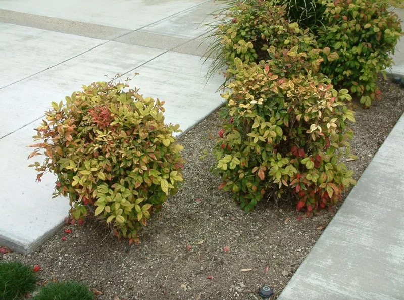 Dwarf Nandina Shrub Live Plant – 2.5" Pot – Compact Heavenly Bamboo for Garden & Patio - Image 10