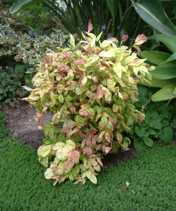 Dwarf Nandina Shrub Live Plant – 2.5" Pot – Compact Heavenly Bamboo for Garden & Patio - Image 2