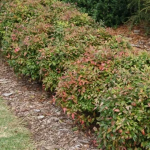 Dwarf Nandina Shrub Live Plant – 2.5