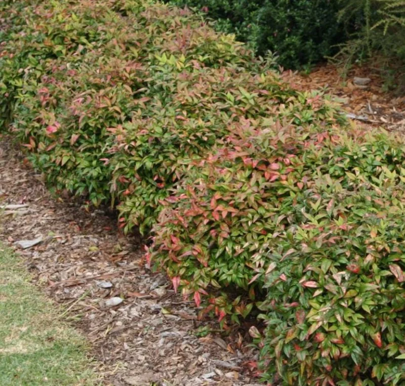 Dwarf Nandina Shrub Live Plant – 2.5" Pot – Compact Heavenly Bamboo for Garden & Patio - Image 3