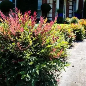Dwarf Nandina Shrub Live Plant – 2.5