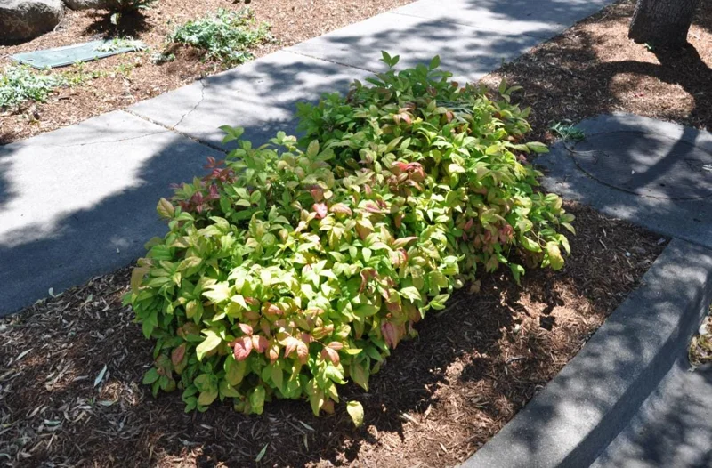 Dwarf Nandina Shrub Live Plant – 2.5" Pot – Compact Heavenly Bamboo for Garden & Patio - Image 5