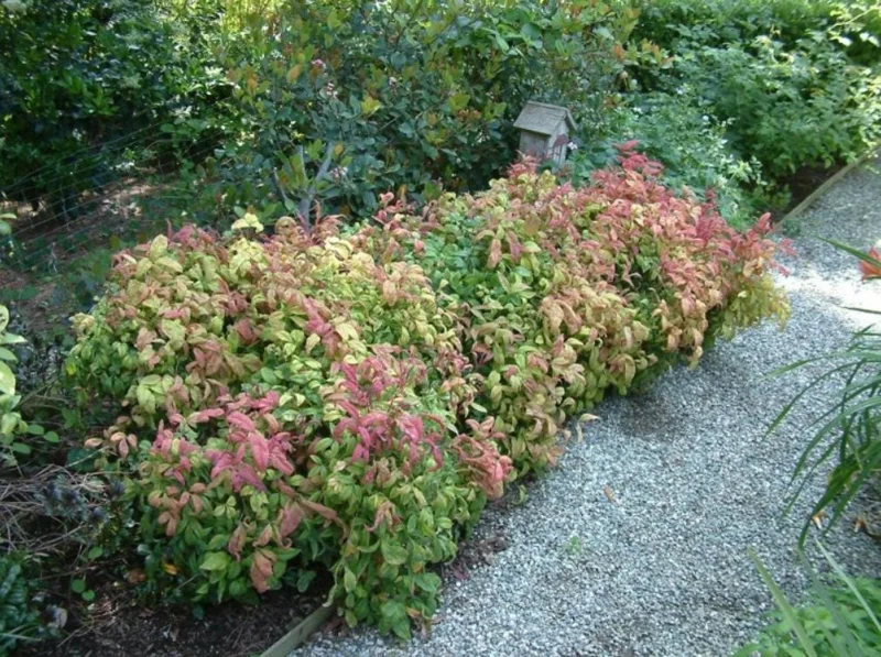 Dwarf Nandina Shrub Live Plant – 2.5" Pot – Compact Heavenly Bamboo for Garden & Patio - Image 6