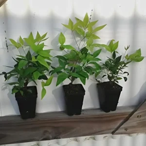 Dwarf Nandina Shrub Live Plant – 2.5