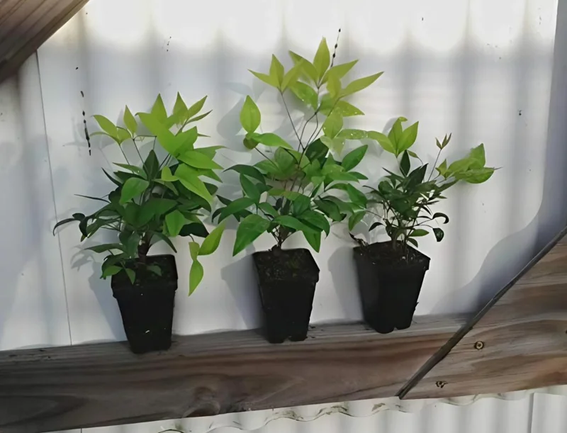 Dwarf Nandina Shrub Live Plant – 2.5" Pot – Compact Heavenly Bamboo for Garden & Patio - Image 7