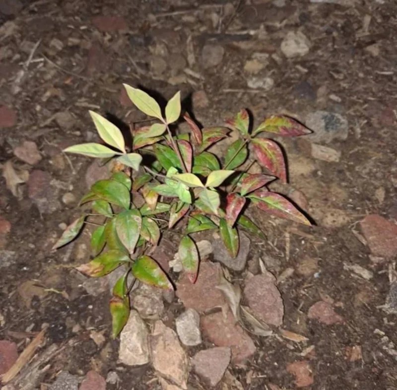 Dwarf Nandina Shrub Live Plant – 2.5" Pot – Compact Heavenly Bamboo for Garden & Patio - Image 8