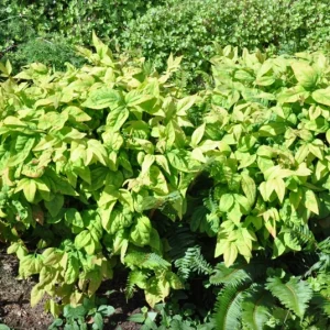 Dwarf Nandina Shrub Live Plant – 2.5