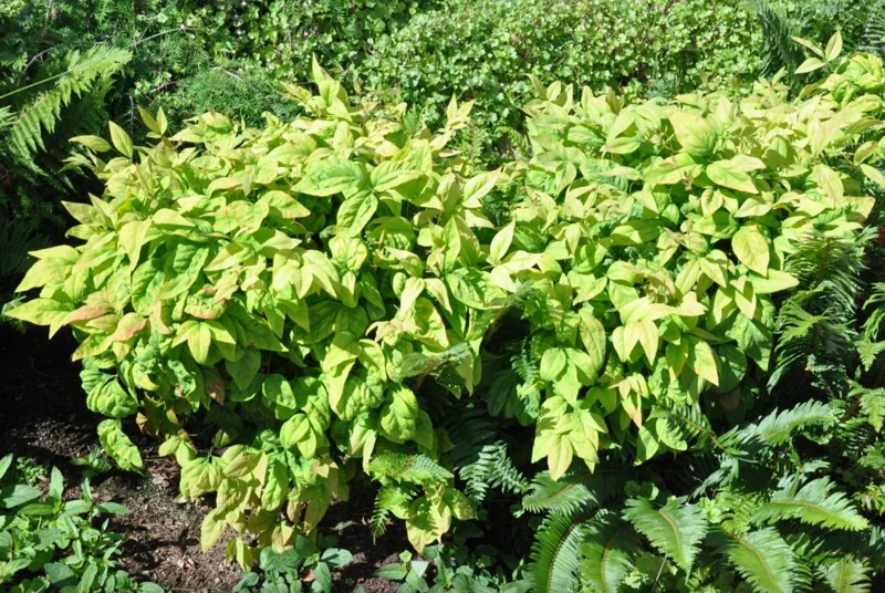 Dwarf Nandina Shrub Live Plant – 2.5" Pot – Compact Heavenly Bamboo for Garden & Patio - Image 9