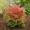 Dwarf Nandina Shrub Live Plant – 2.5" Pot – Compact Heavenly Bamboo for Garden & Patio - Image 1