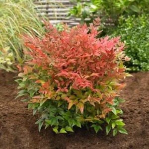 Dwarf Nandina Shrub Live Plant – 2.5" Pot – Compact Heavenly Bamboo for Garden & Patio - Image 1