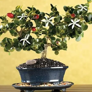Dwarf Natal Plum Tree Live Plant – Carissa Macrocarpa – 6 inch Pot – Outdoor Shrub - Image 2