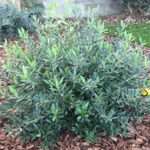 Dwarf Olive Live Plant - Olea Europaea in 4