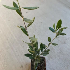 Dwarf Olive Live Plant - Olea Europaea in 4" Pot - Indoor/Outdoor - Image 1