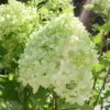 Dwarf Panicle Hydrangea Live Plant - 6-12" Tall, 1 Quart Pot - Outdoor Shrub - Image 1