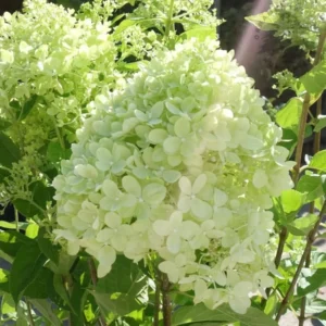 Dwarf Panicle Hydrangea Live Plant - 6-12" Tall, 1 Quart Pot - Outdoor Shrub - Image 1