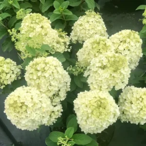 Dwarf Panicle Hydrangea Live Plant - 6-12