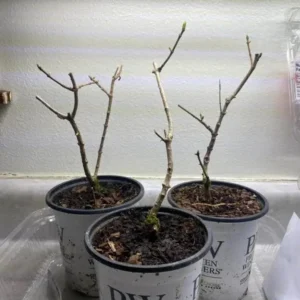 Dwarf Panicle Hydrangea Live Plant - 6-12