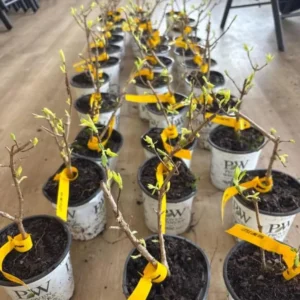 Dwarf Panicle Hydrangea Live Plant - 6-12