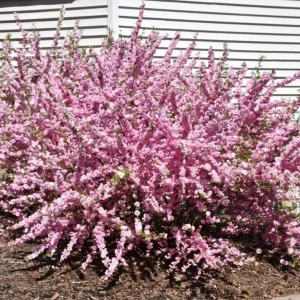 Dwarf Pink Flowering Almond Live Plant – Quart Pot – Outdoor Shrub - Image 10