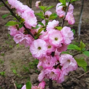 Dwarf Pink Flowering Almond Live Plant – Quart Pot – Outdoor Shrub - Image 2