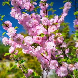 Dwarf Pink Flowering Almond Live Plant – Quart Pot – Outdoor Shrub - Image 3