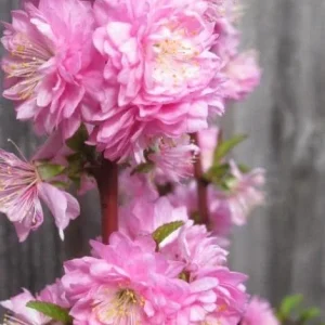 Dwarf Pink Flowering Almond Live Plant – Quart Pot – Outdoor Shrub - Image 4