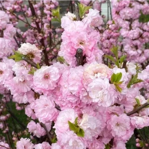 Dwarf Pink Flowering Almond Live Plant – Quart Pot – Outdoor Shrub - Image 1