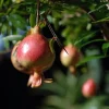 Dwarf Pomegranate Live Plant - Punica Granatum - 6 inch Pot - Bonsai & Houseplant - Image 1