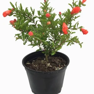 Dwarf Pomegranate Live Plant - Punica Granatum - 6 inch Pot - Bonsai & Houseplant - Image 3