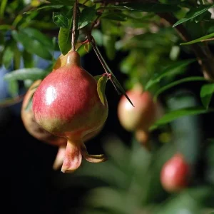 Dwarf Pomegranate Live Plant - Punica Granatum - 6 inch Pot - Bonsai & Houseplant - Image 1