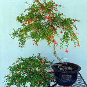 Dwarf Pomegranate Live Plant - Punica Granatum - 6 inch Pot - Bonsai & Houseplant - Image 6