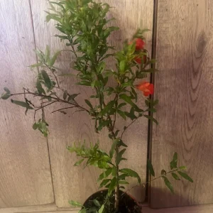 Dwarf Pomegranate Live Plant – Punica granatum ‘Nana’ – 4 inch Pot – Indoor/Outdoor Shrub - Image 4