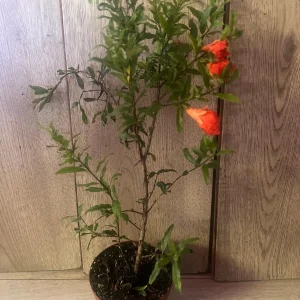 Dwarf Pomegranate Live Plant – Punica granatum ‘Nana’ – 4 inch Pot – Indoor/Outdoor Shrub - Image 7