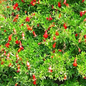 Dwarf Pomegranate Plant - Punica Granatum Nana Live Plant - 4 inch Pot - Indoor/Outdoor Edible Fruit - Image 2